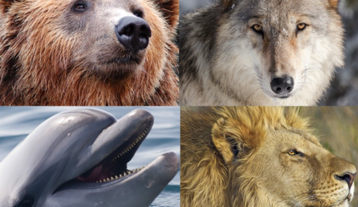 朝型？夜型？クロノタイプ診断でチェックしてみた！